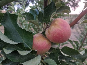 Arlet  Apple Tree