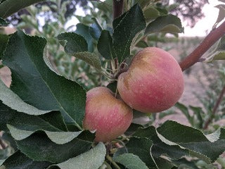 Blue Pearmain Apple – Trees of Antiquity