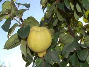 Aromatnaya Quince tree