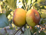 Ashmeads Kernel organic heirloom  apple tree