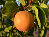 Atago heirloom pear tree