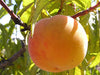 Baby Crawford heirloom peach tree