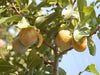 Bavays Green Gage heirloom plum tree