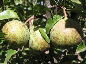 Belle Lucrative organic heirloom pear tree