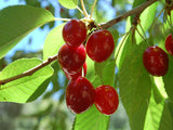 Bing heirloom cherry tree