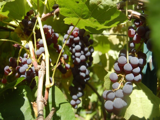 Black Monukka Grape vines