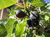 Black Jack Fig tree