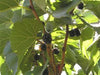 Black Mulberry Bush
