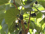 Black Mulberry Bush