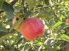 Black Twig organic heirloom apple tree