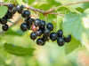 black currant trees of antiquity
