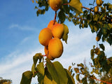 Blenheim heirloom apricot tree