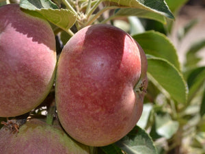 Blue Pearmain organic heirloom apple tree