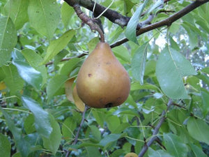 Bosc heirloom pear tree