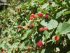 Boysenberry canes