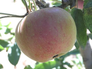 Braeburn organic heirloom apple tree