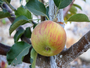 Bramley Seedling organic heirloom apple tree