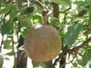 duchess bronzee pear organic tree