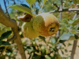Brown Snout organic apple tree