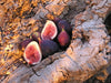 Brown Turkey Fig tree