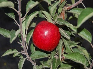brown's cider apple tree