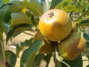 Bullock Apple Tree