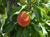 Burbank Plumcot heirloom fruit tree