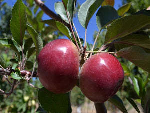 Burford Red Flesh organic heirloom apple tree
