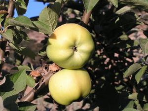 Calville Blanc organic heirloom apple tree