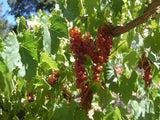 Canadice Grape vine