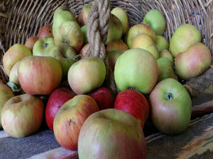 certified organic apple trees for sale