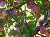 Coes Golden Drop heirloom plum tree