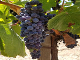 Concord Grape vine