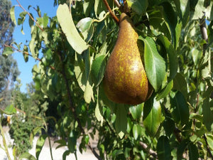 Conference organic heirloom pear tree