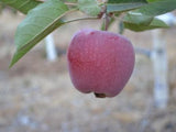 Cornish Gilliflower organic heirloom apple tree