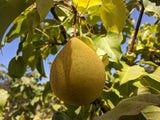 Corsica Pear Tree
