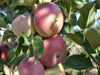 Cortland organic heirloom apple tree