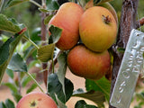 Cox Orange Pippin organic heirloom apple tree