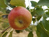 Crown Prince Rudolph organic heirloom apple tree