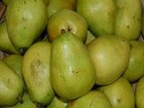 d'anjou heirloom pear tree