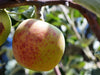 Deaderick heirloom apple tree