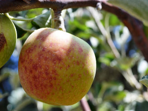 Deaderick heirloom apple tree