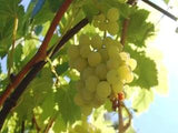 Niagara grape trees of antiquity