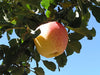 Dorsett Golden organic heirloom apple tree