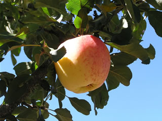 https://www.treesofantiquity.com/cdn/shop/products/dorsett-golden-apple-tree_800x.jpg?v=1565563181