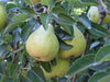 highland pear tree organic trees