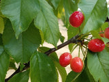 Late Duke certified organic cherry trees for sale