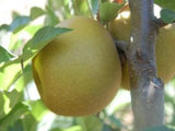 Egremont Russet organic heirloom apple tree