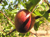 Elephant Heart heirloom plum tree