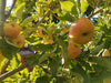 Elstar organic heirloom apple tree